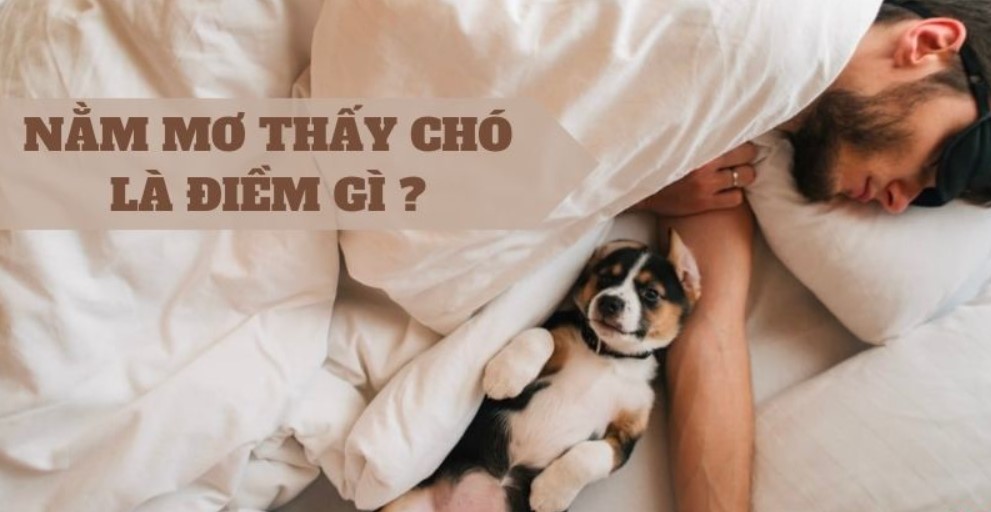 Khi nằm mơ thấy dắt chó đi dạo